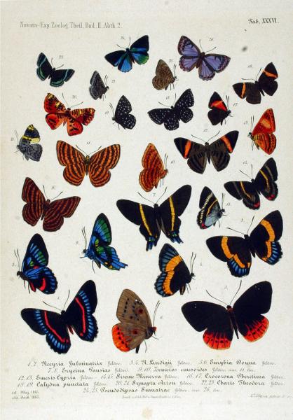 Chart: Riodinidae butterflies